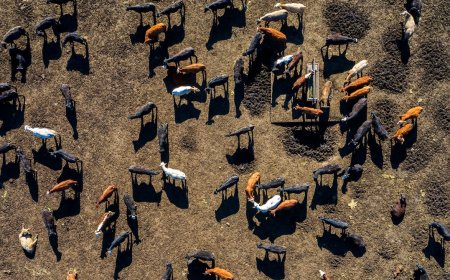 Bird Flu Is Spreading in Alarming New Ways