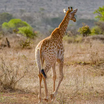 Giraffe